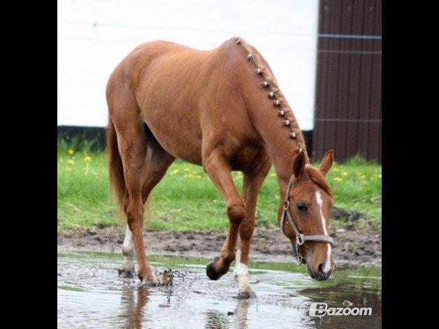 DSP Aleksander - *I tilridning hos Diana Klein* billede 7