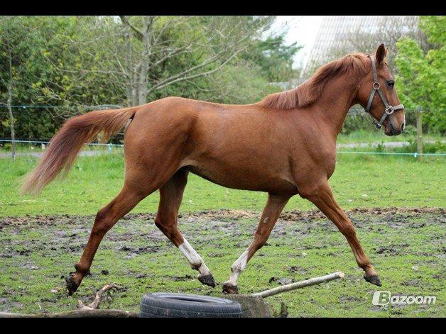 DSP Aleksander - *I tilridning hos Diana Klein* billede 9