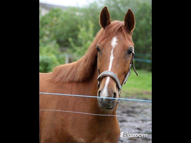 DSP Aleksander - *I tilridning hos Diana Klein* billede 8