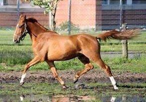 DSP Aleksander - *I tilridning hos Diana Klein* billede 5