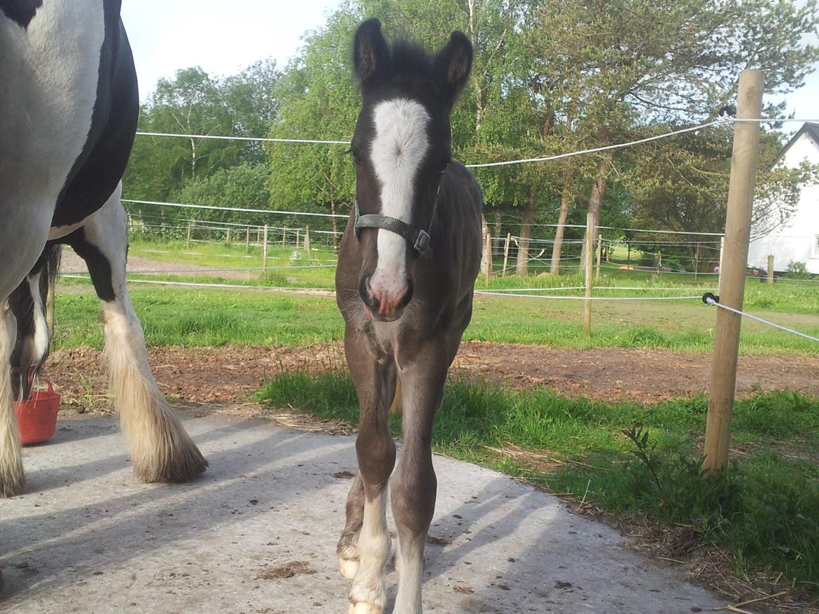 Irish Cob walk of life ( Liam ) billede 4