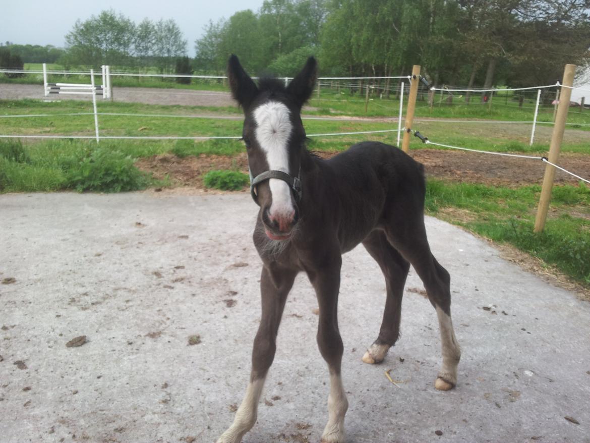 Irish Cob walk of life ( Liam ) billede 5