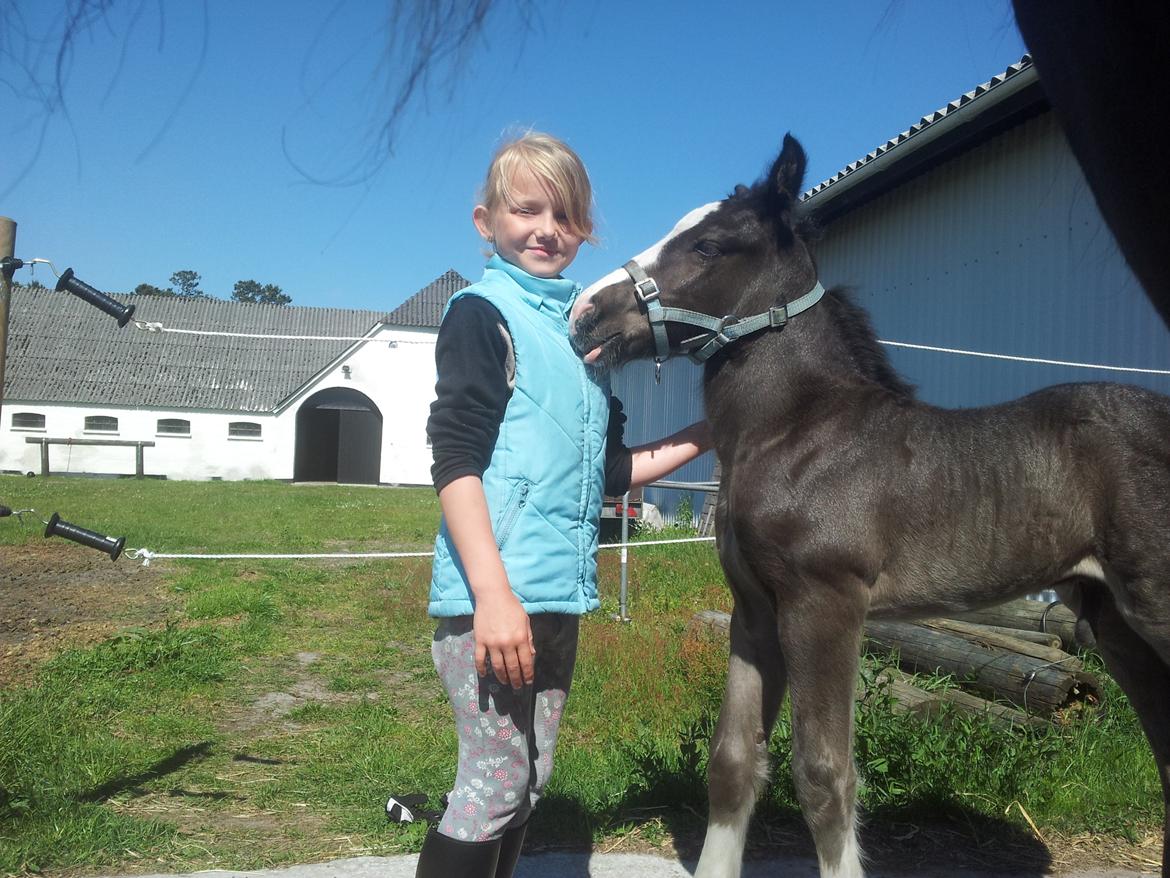 Irish Cob walk of life ( Liam ) billede 7