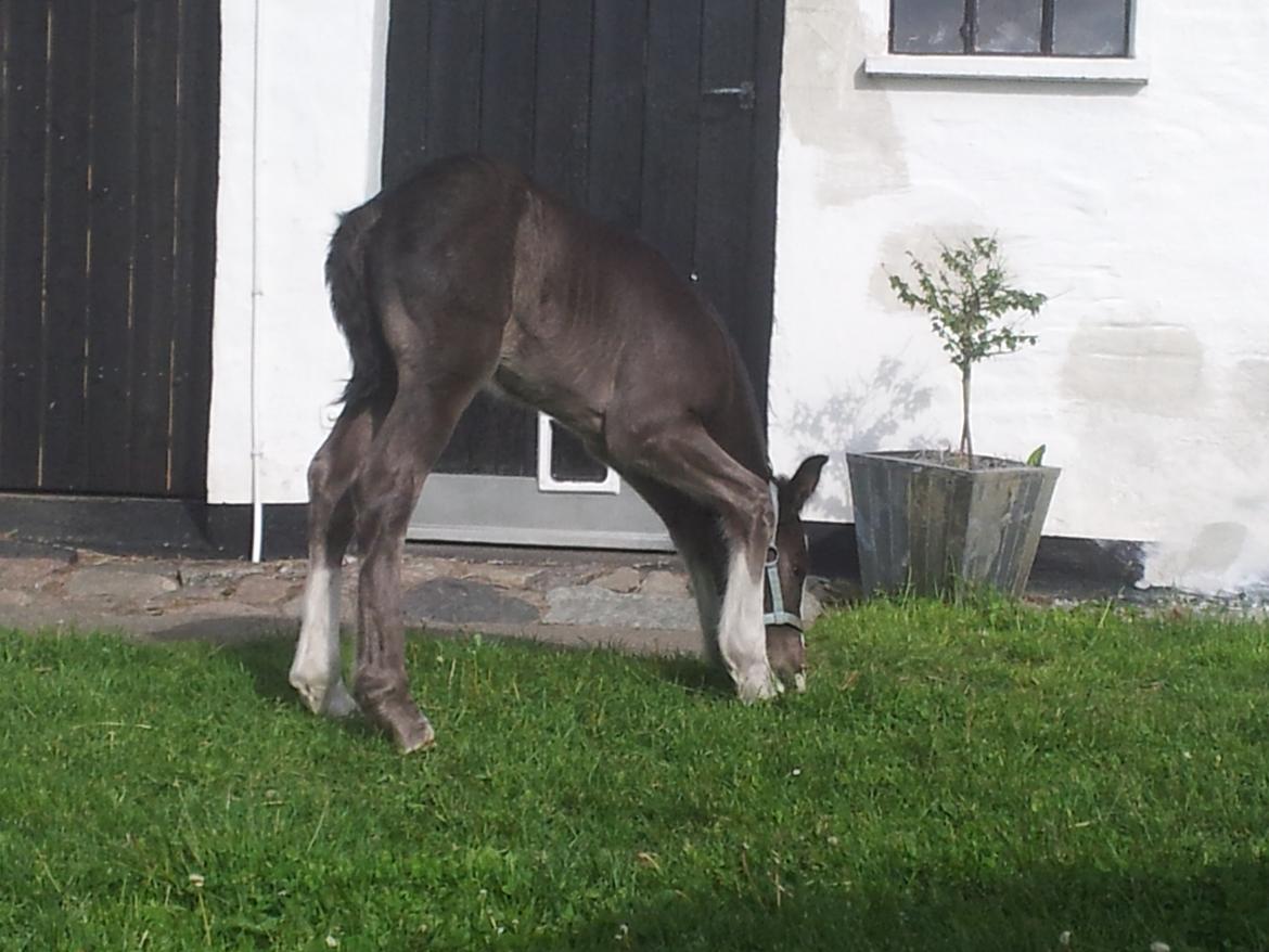 Irish Cob walk of life ( Liam ) billede 8