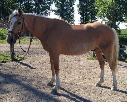 Anden særlig race Copys Le Charmeur - Maj 2014 billede 17