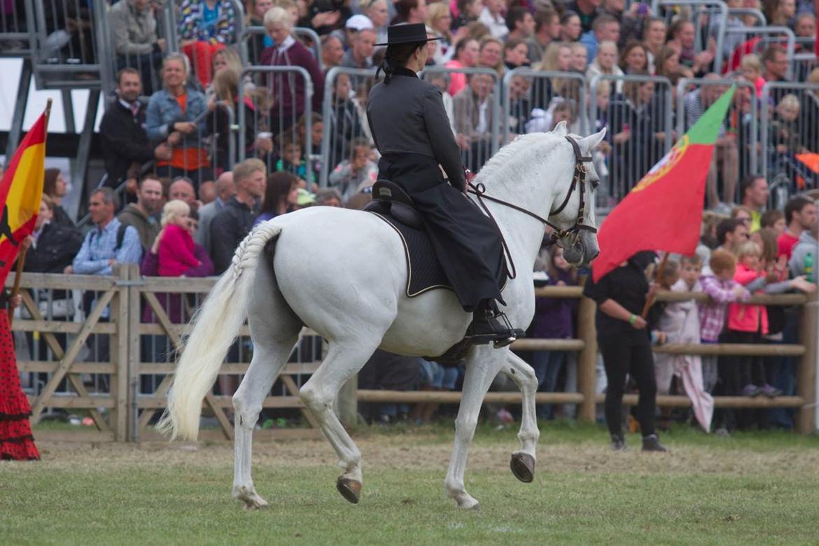 Lusitano Zapatero (spa) - Roskilde dyrskue 2014 billede 12