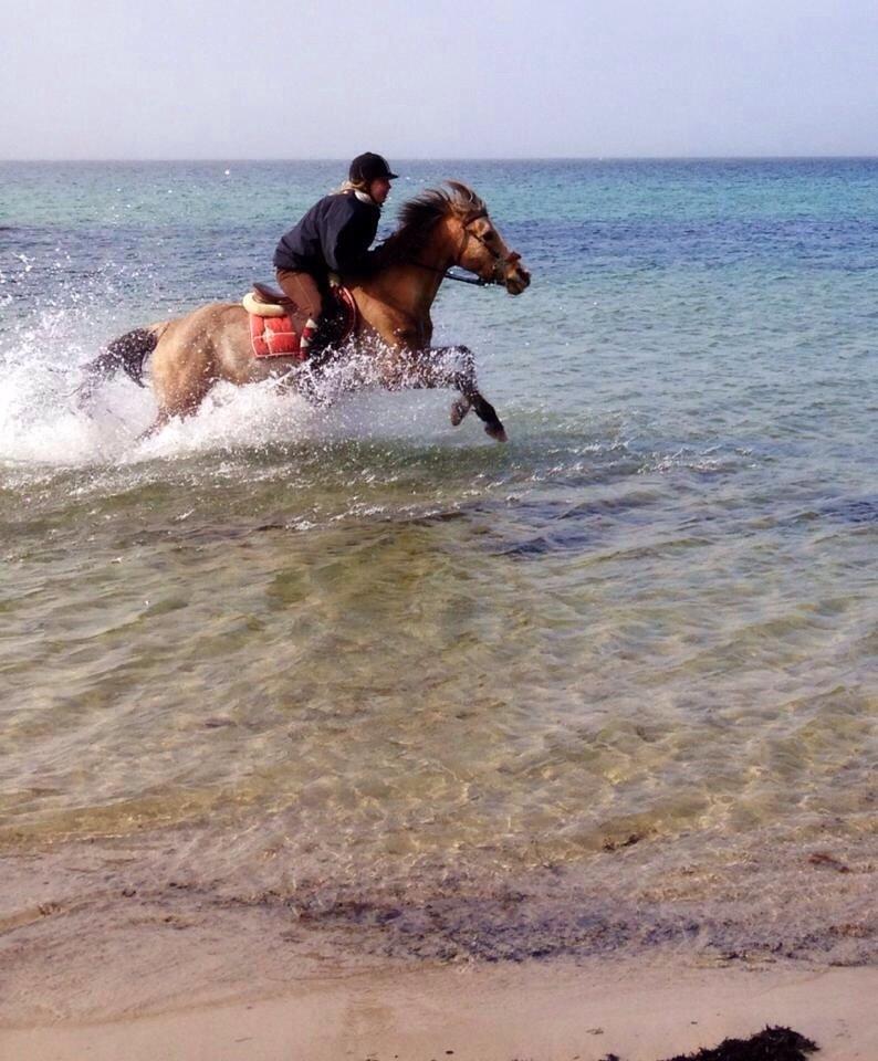 Anden særlig race Yellow billede 2