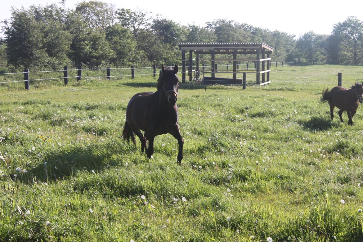 New Forest *Lillevang Carlos* billede 20