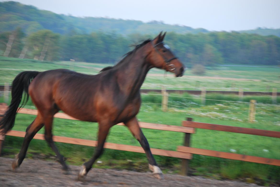 Anden særlig race Thilo Søndergaard - 26-05-2014 billede 14