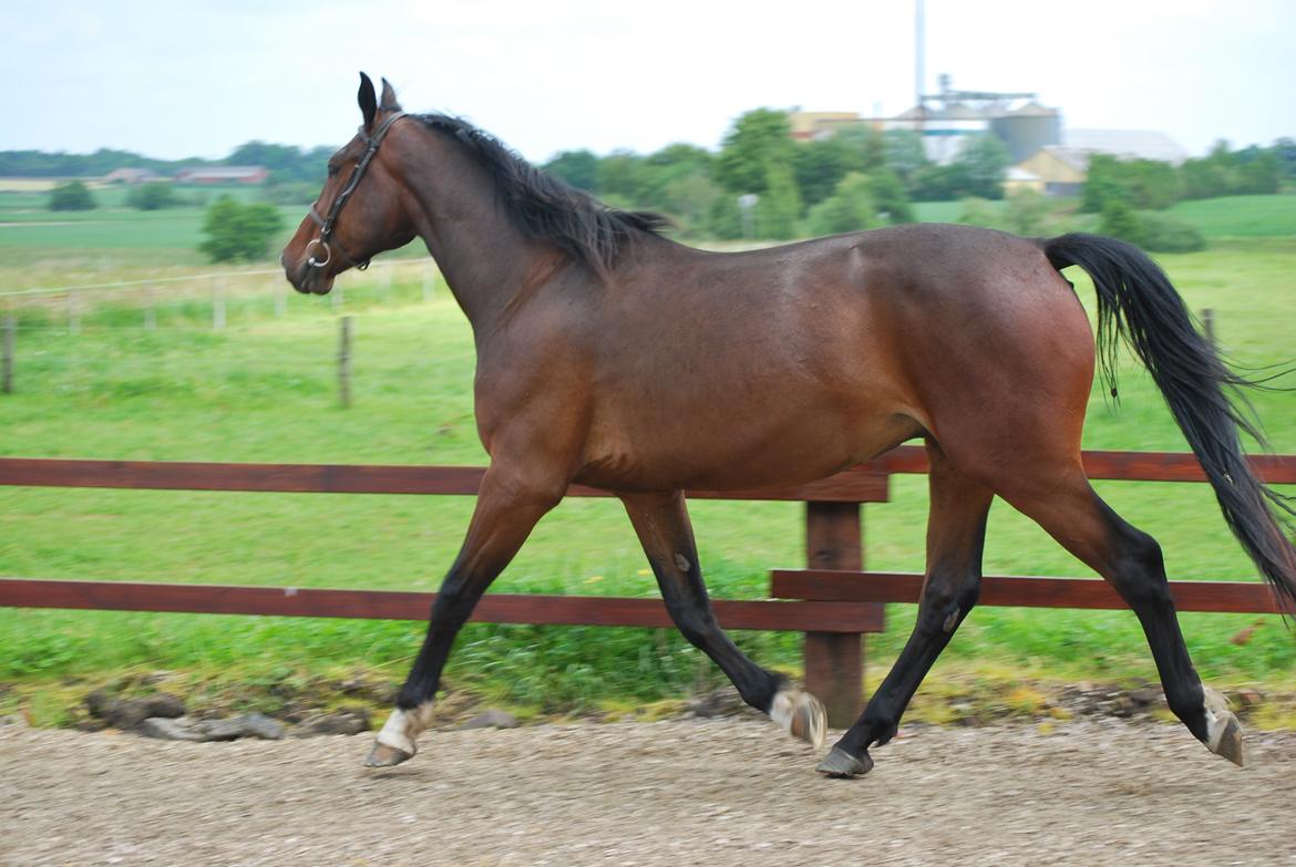 Anden særlig race Thilo Søndergaard - 01-06-2014 billede 8