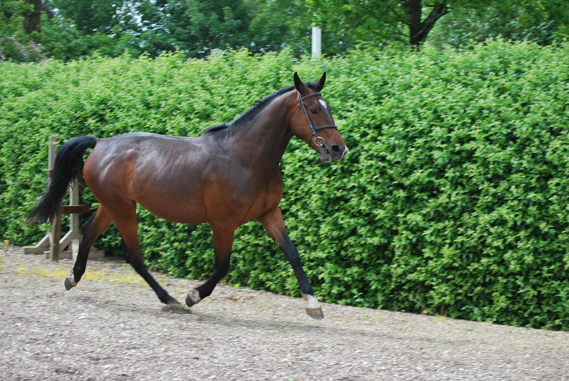 Anden særlig race Thilo Søndergaard - 01-06-2014 billede 10