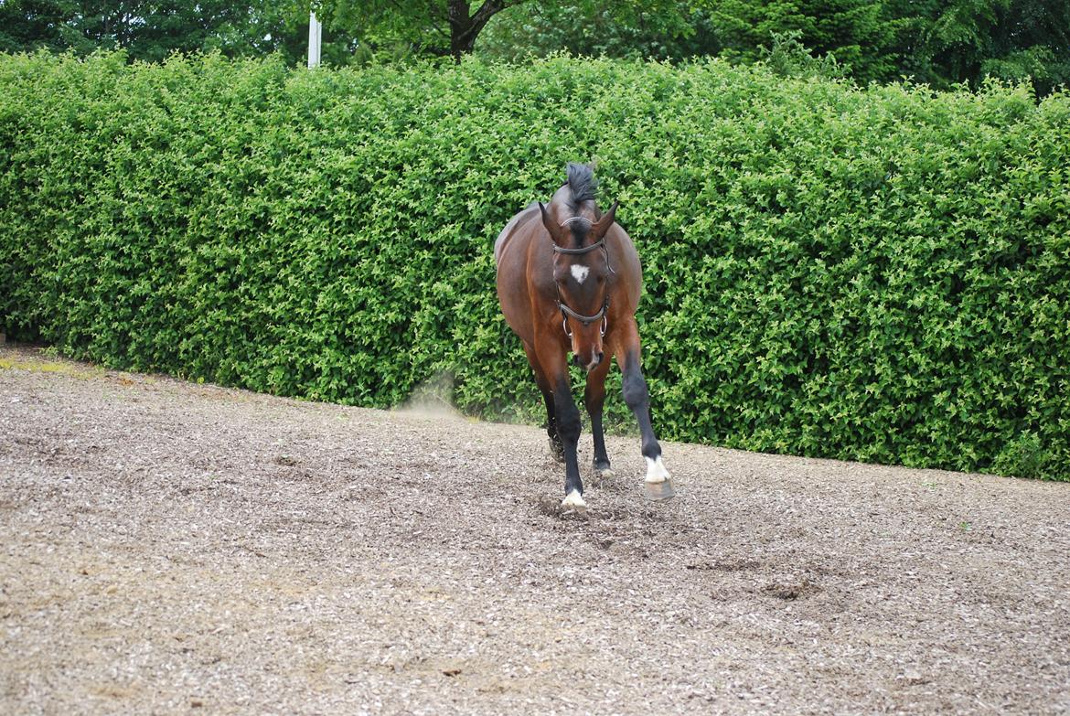 Anden særlig race Thilo Søndergaard - 01-06-2014 billede 15