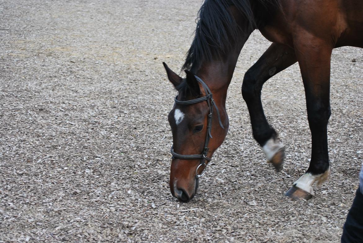 Anden særlig race Thilo Søndergaard - 01-06-2014 billede 11