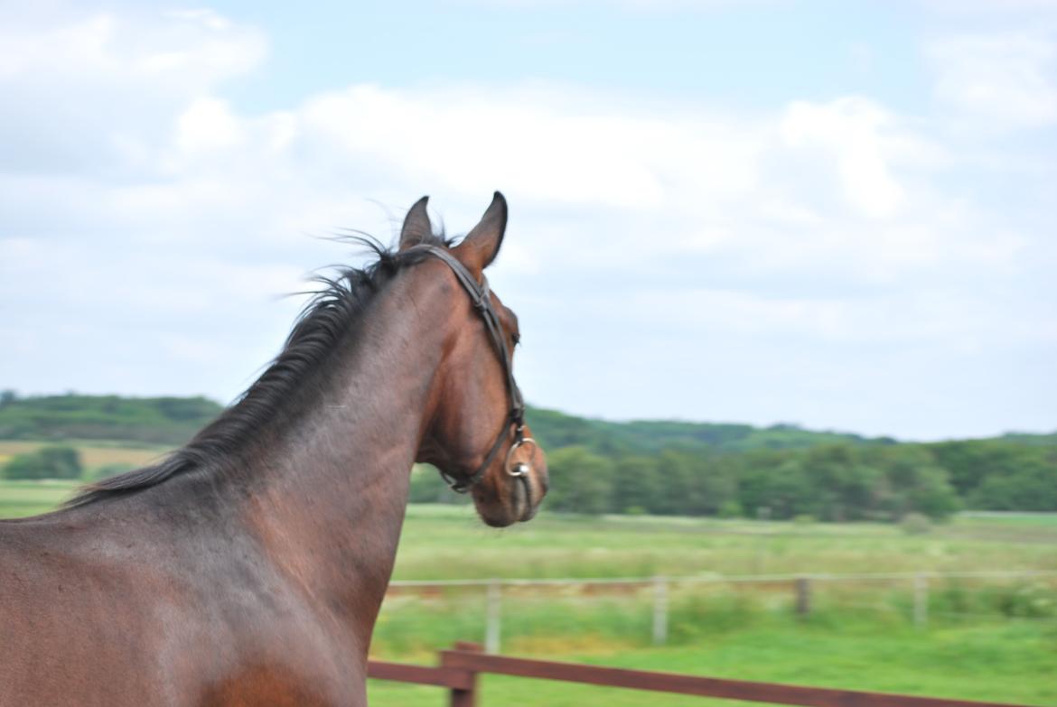 Anden særlig race Thilo Søndergaard - 01-06-2014 billede 16