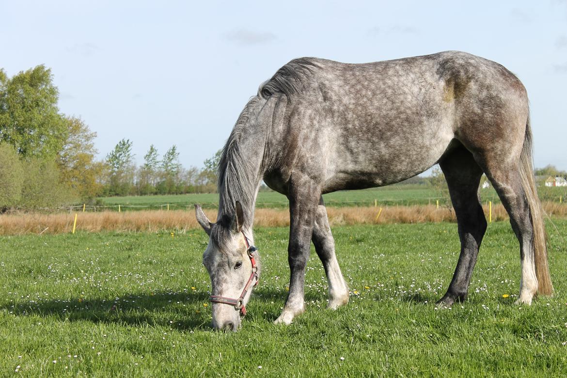 Holstener Elegance AS billede 4