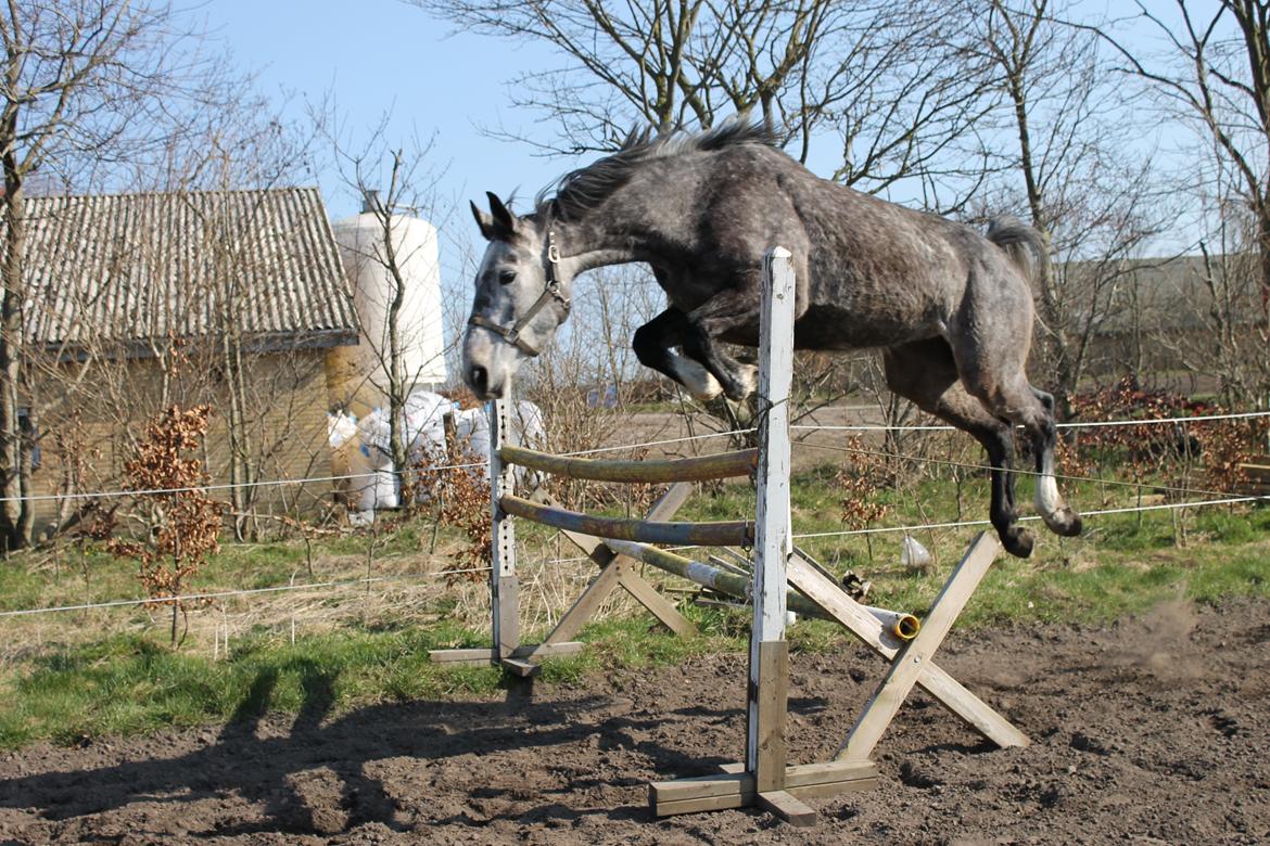 Holstener Elegance AS - Elegance var ikke særlig køn da vi fik hende hjem. billede 6