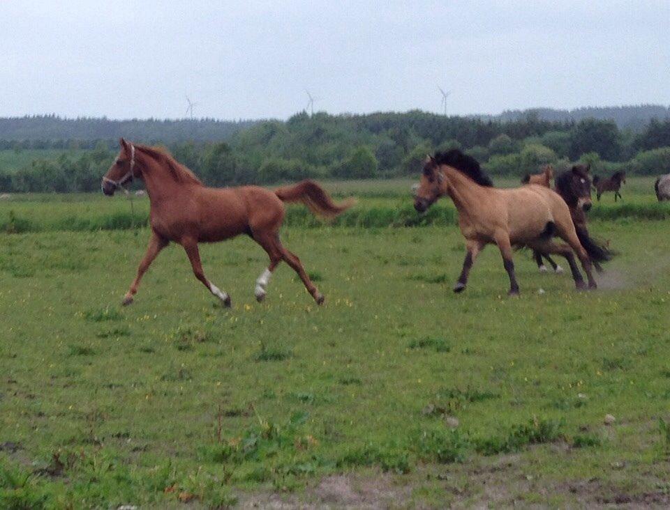 DSP Aleksander - Første møde med den nye flok  billede 10