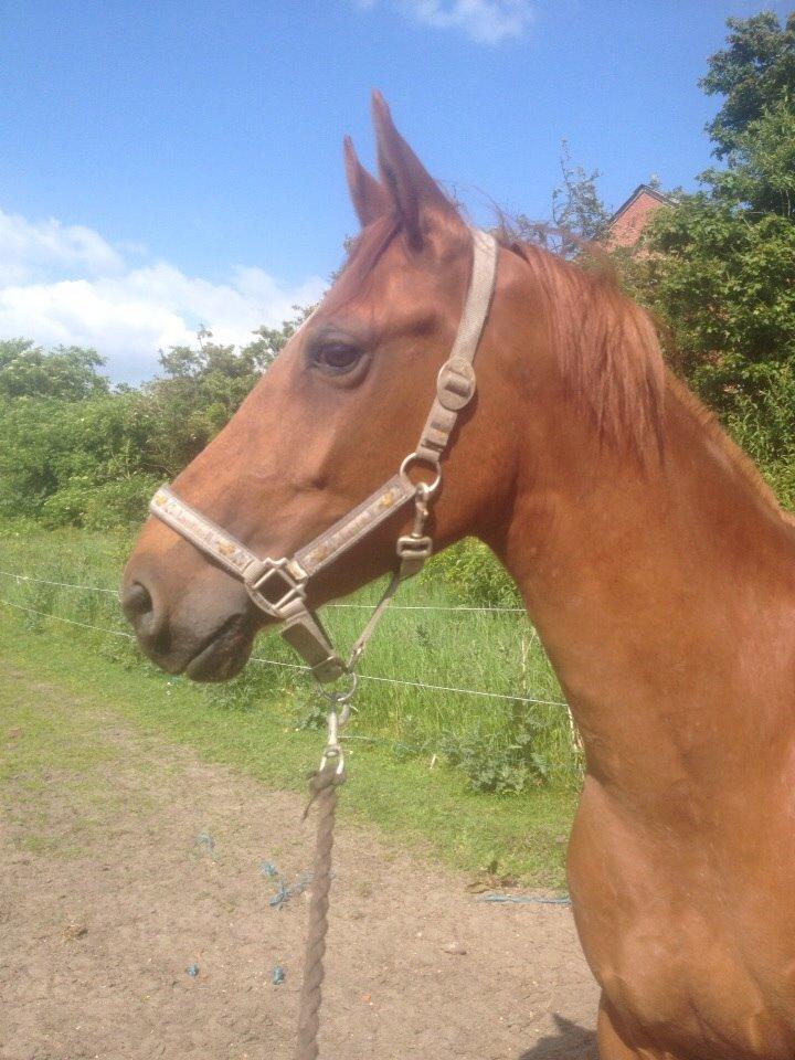 DSP Aleksander - <3 billede 11