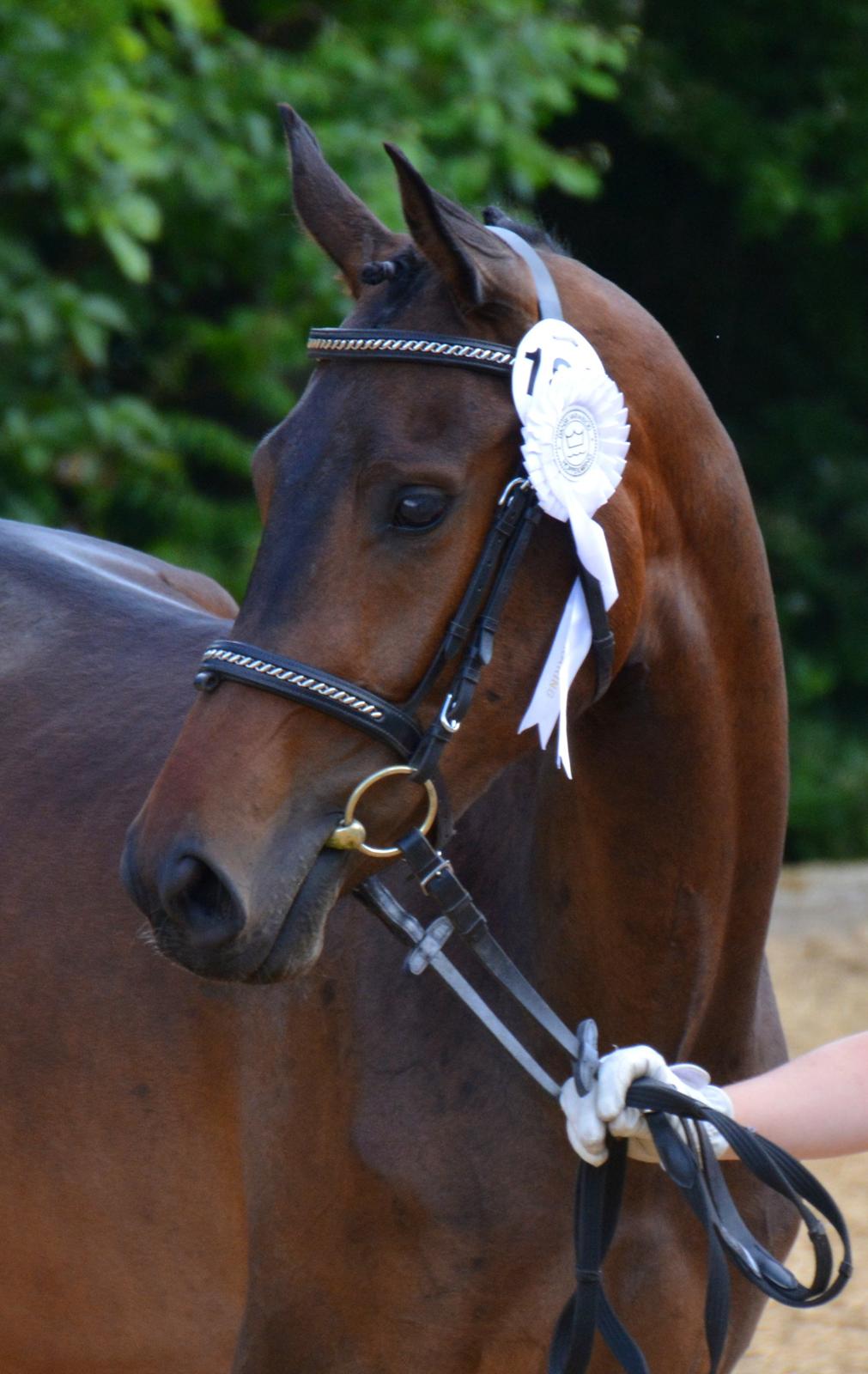 Dansk Varmblod Safran L billede 1