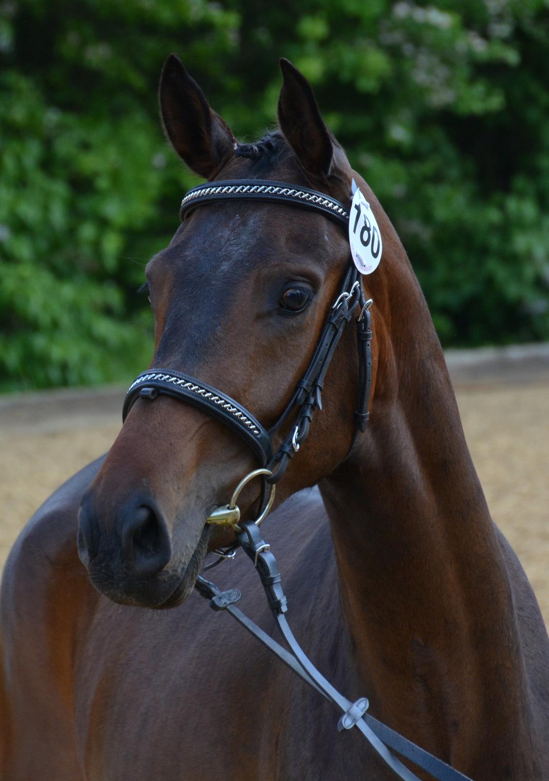 Dansk Varmblod Safran L billede 5