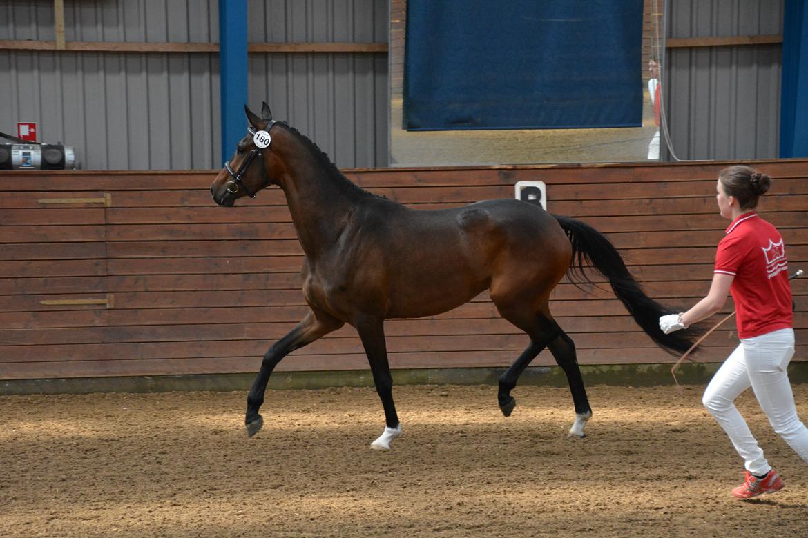 Dansk Varmblod Safran L billede 4