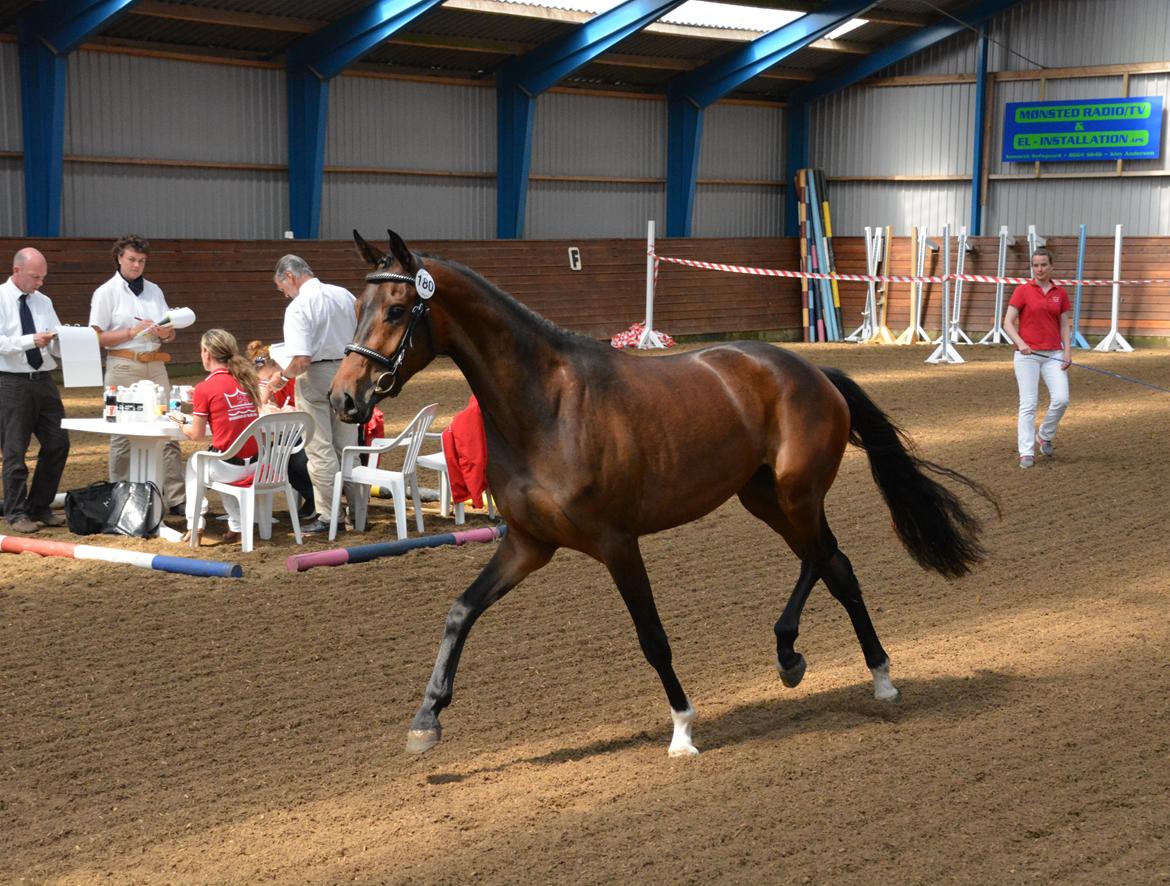 Dansk Varmblod Safran L billede 6