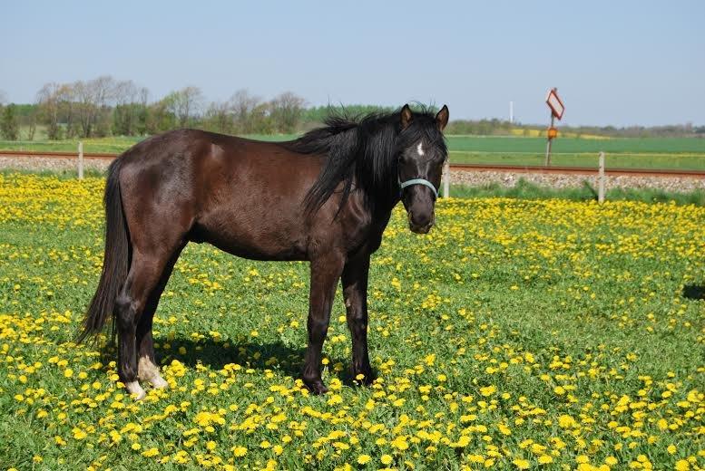 Anden særlig race Zantos - Maj 2014 billede 6