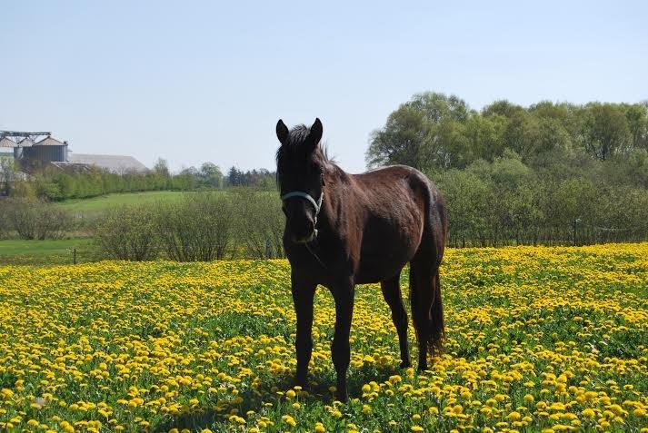 Anden særlig race Zantos - Maj 2014 billede 8