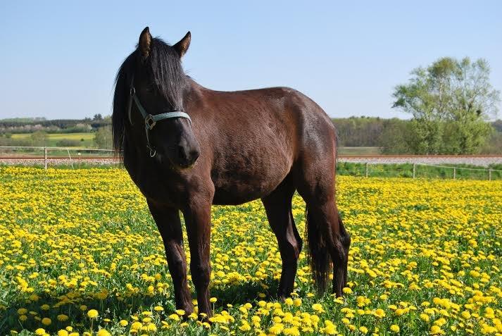 Anden særlig race Zantos - Maj 2014 billede 9