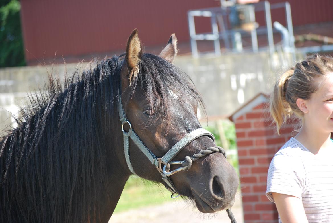 Anden særlig race Zantos - 30-06-2014 billede 5