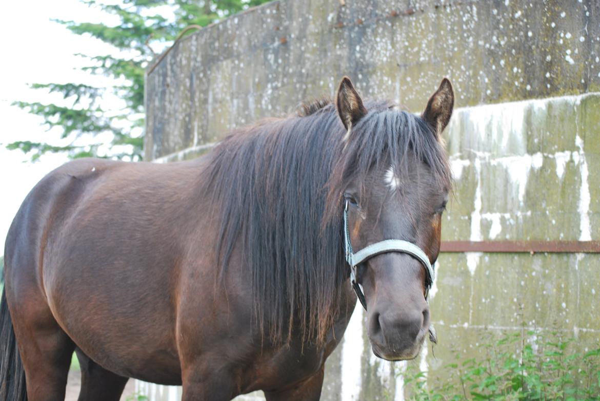 Anden særlig race Zantos - 01-06-2014 billede 7