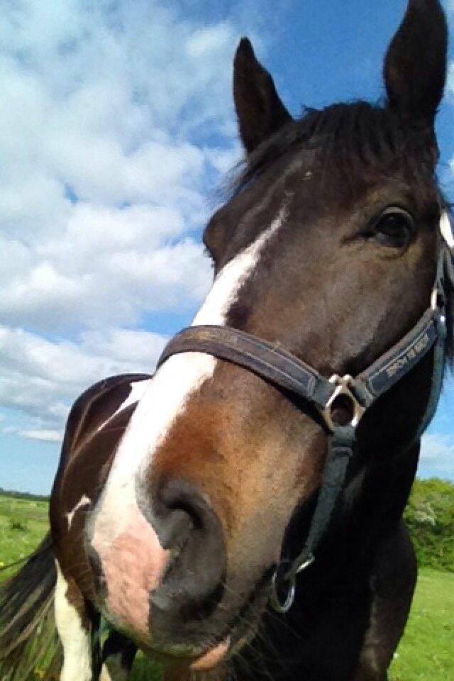 Pinto Karano billede 16