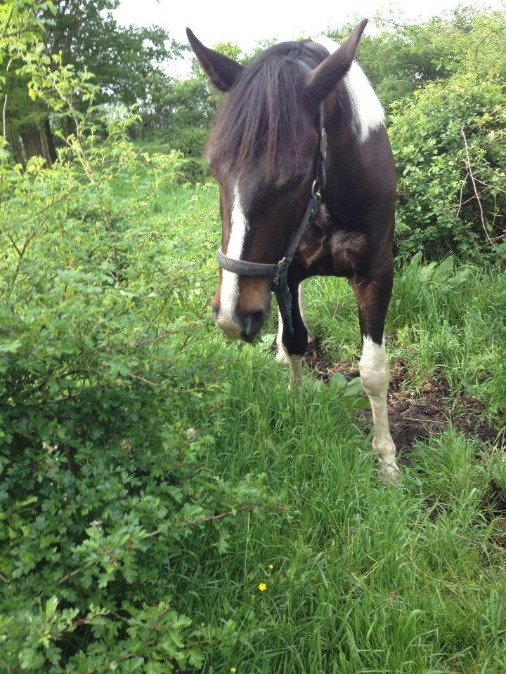 Pinto Karano billede 17