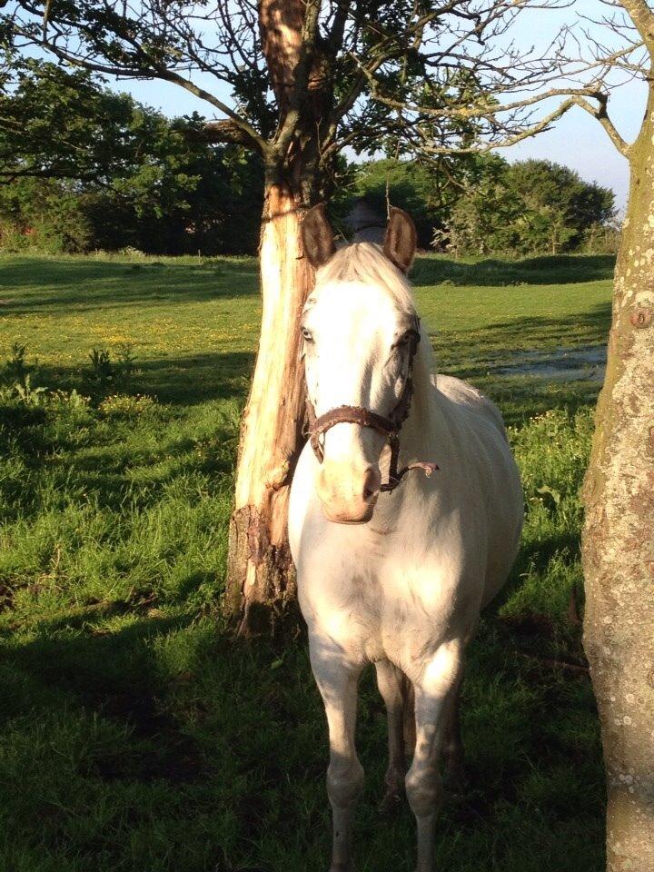 Anden særlig race Malik billede 9