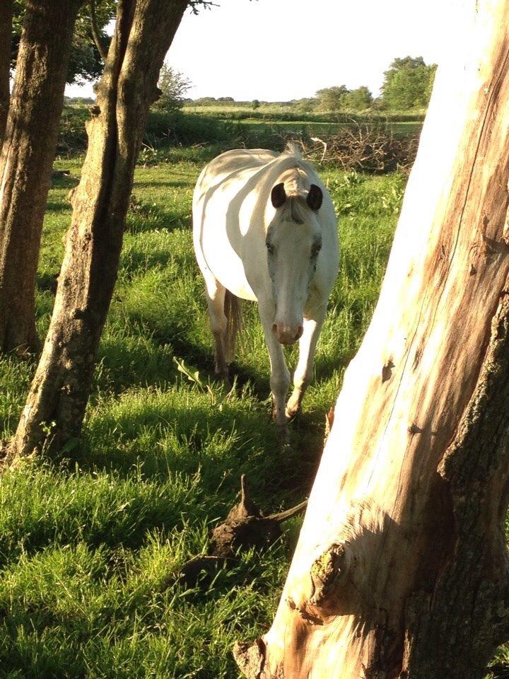 Anden særlig race Malik billede 10