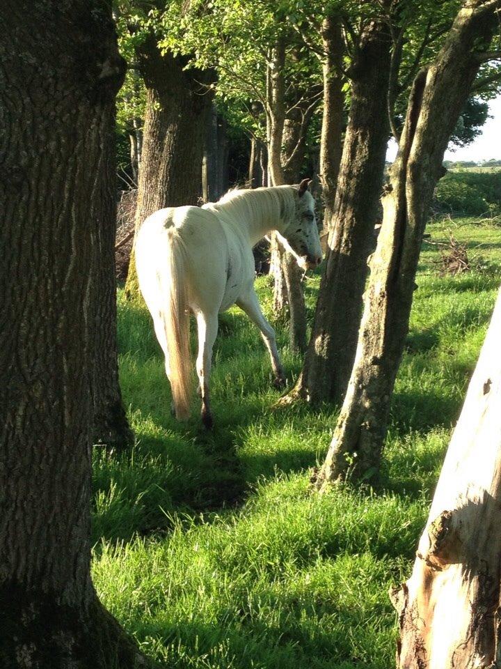 Anden særlig race Malik billede 11