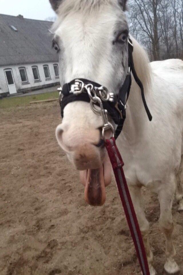 Anden særlig race Malik billede 12