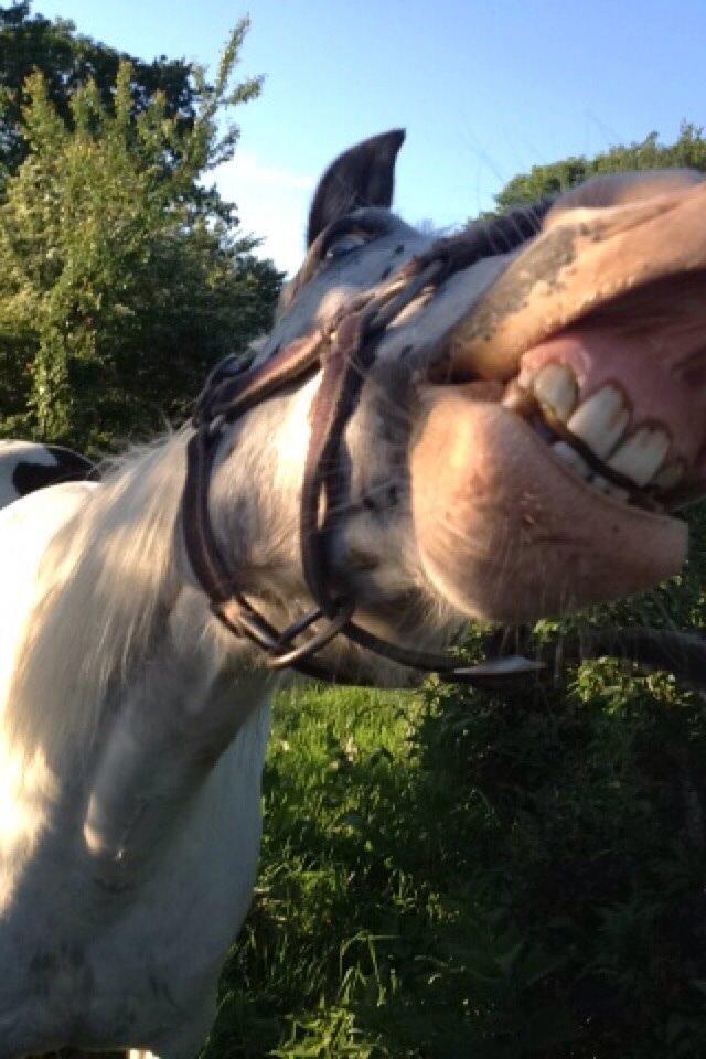 Anden særlig race Malik billede 14