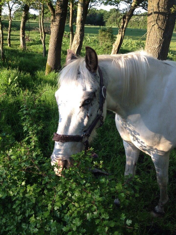 Anden særlig race Malik billede 13