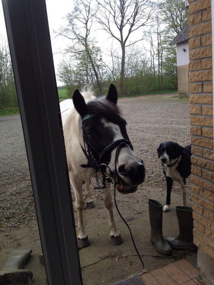 Pinto Molly-Malibu billede 12