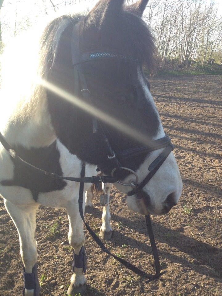 Pinto Molly-Malibu billede 13