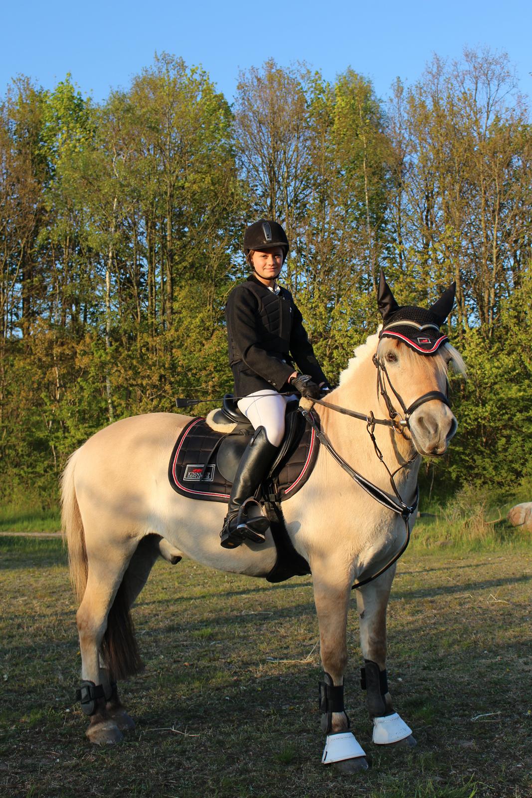 Fjordhest Thor Lysholm - springstævne billede 11