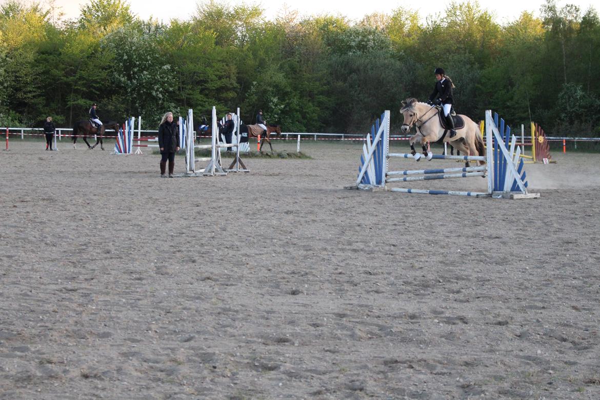 Fjordhest Thor Lysholm - 90 cm. på Hedehusgårdensrideklub billede 9