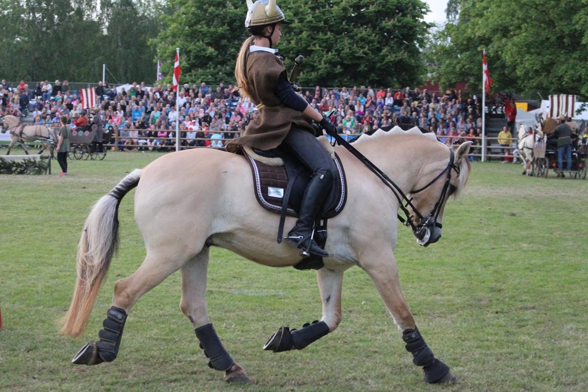 Fjordhest Thor Lysholm - Roskilde dyrskue 2014 billede 3