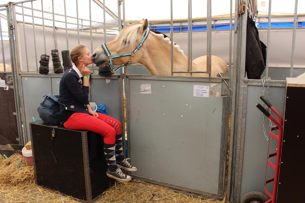 Fjordhest Thor Lysholm - Hygge i stalden, på Roskilde dyrskue billede 10