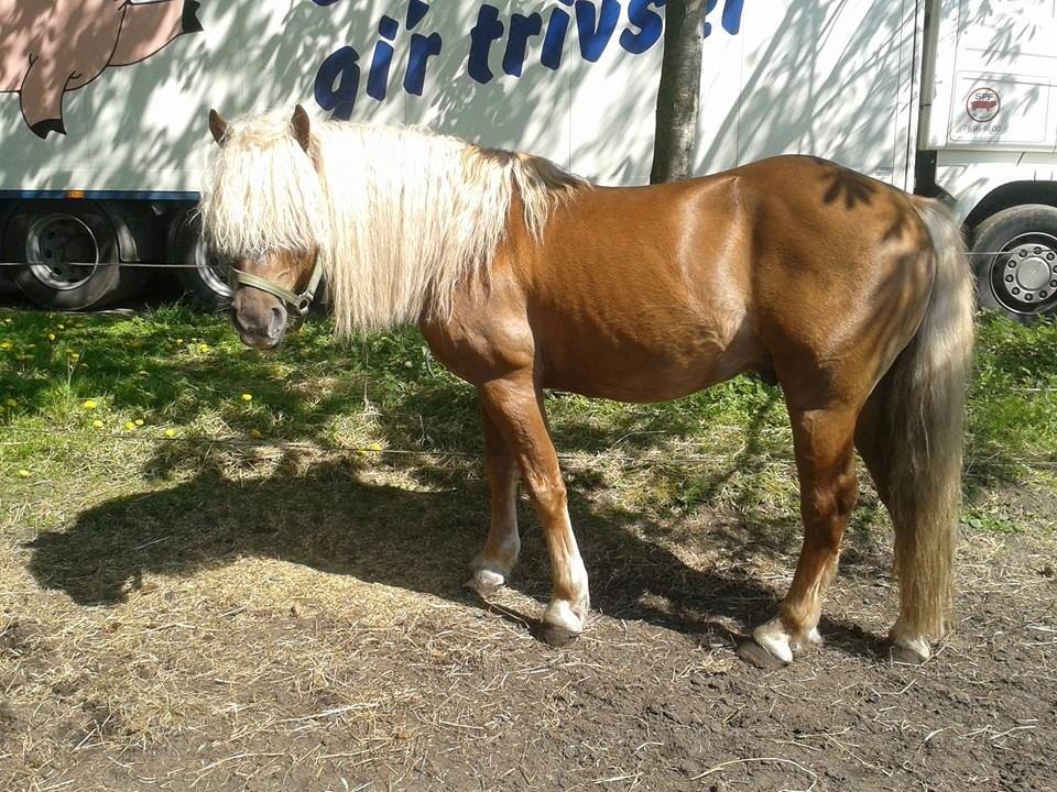 Haflinger Thor billede 15