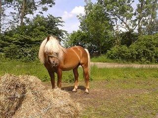 Haflinger Thor billede 17