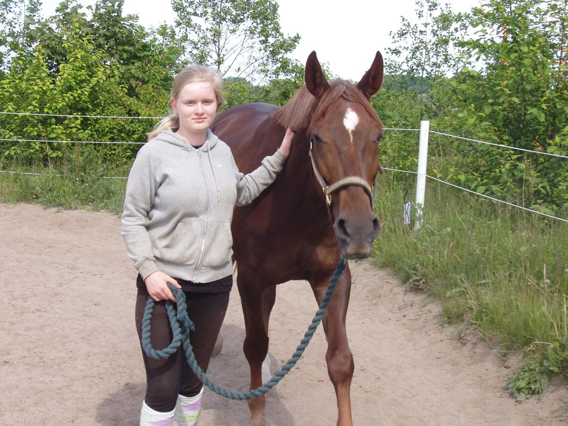 Dansk Varmblod Vortinggårds Aida *Hypse* 2001-2017 billede 14