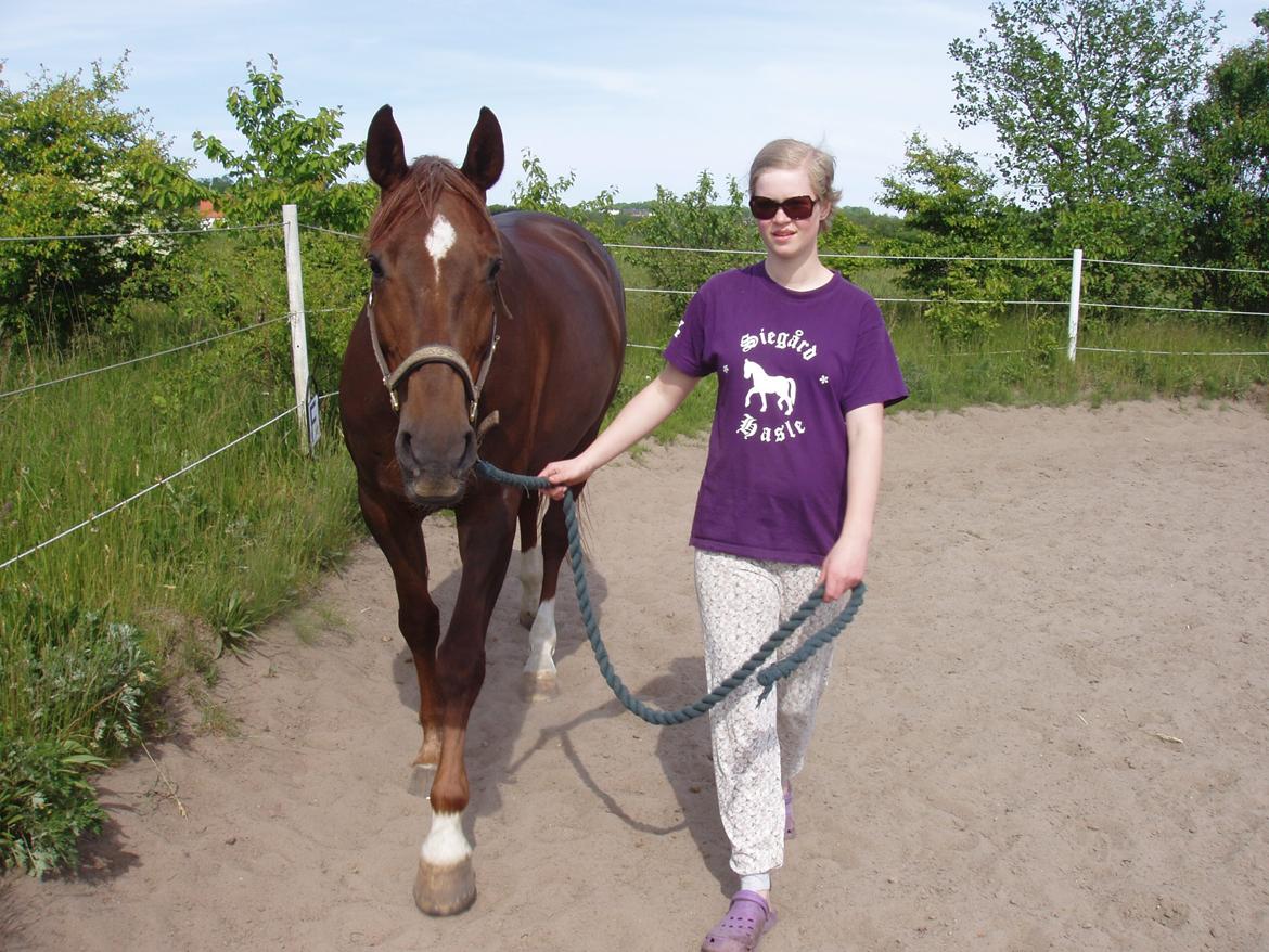 Dansk Varmblod Vortinggårds Aida *Hypse* 2001-2017 billede 13