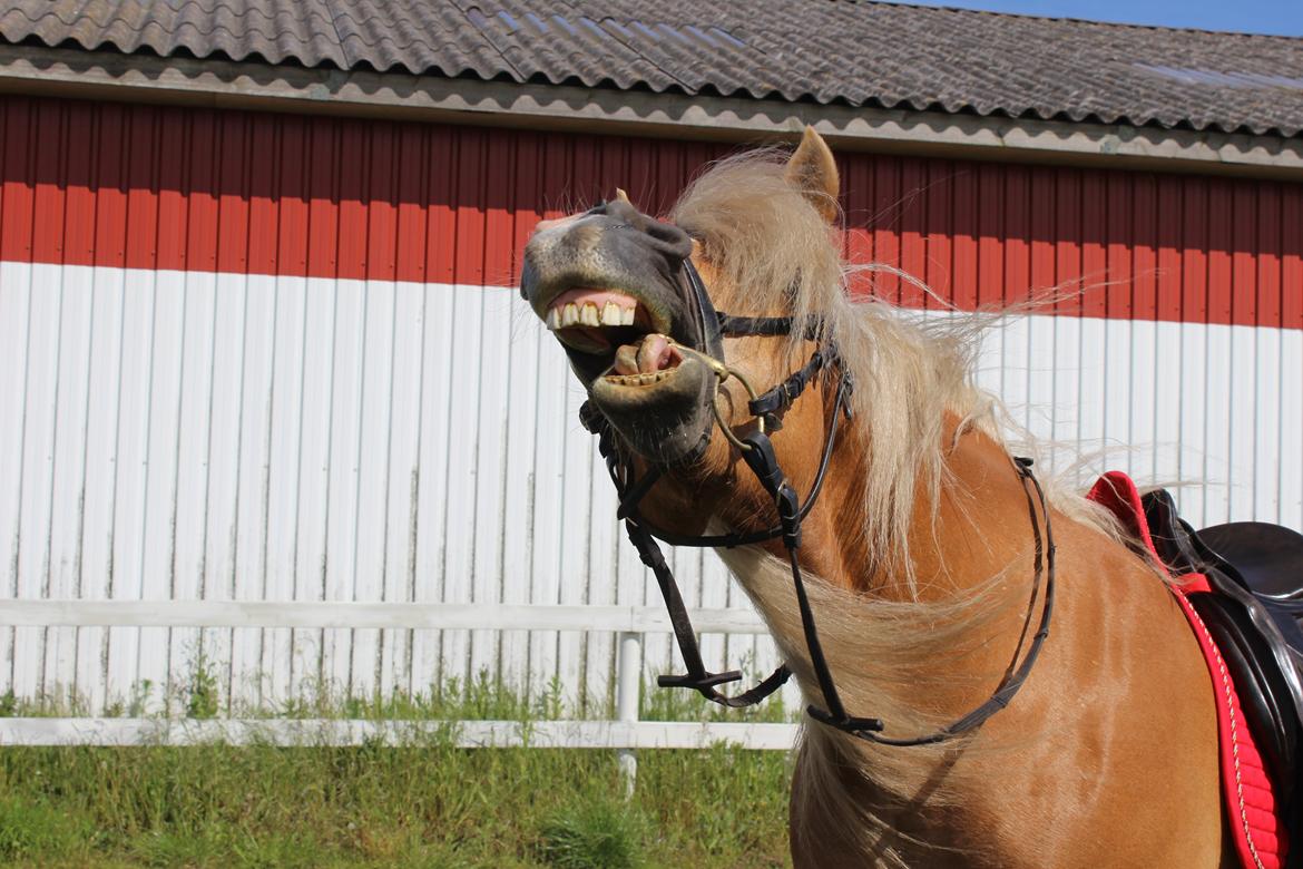 Haflinger Mille;-* billede 13